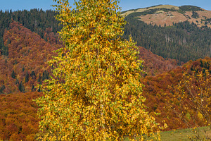 Autumn morning Carpathian Mountains calm picturesque scene, Ukra, a Nature Photo by YuriyB