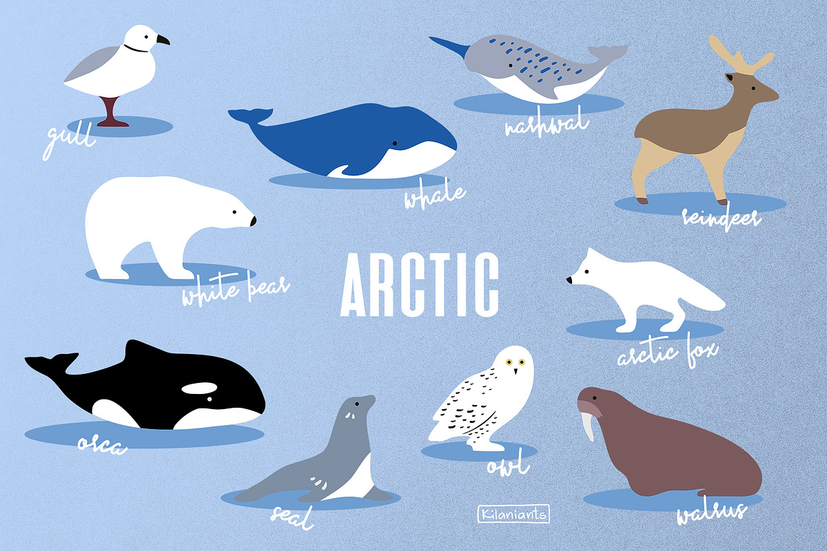Minimal Animals Set, an Animal Illustration by kilaniants (Photo 2 of 11)