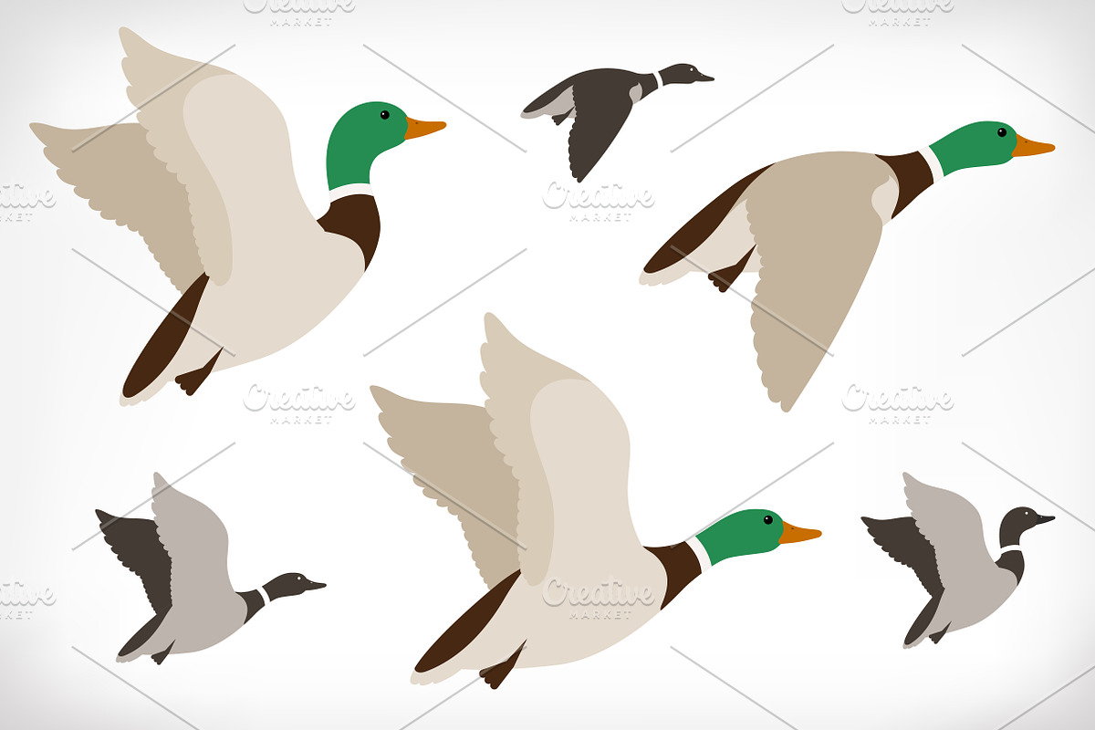 Set of flying ducks. Duck hunting., an Illustration by Cheremuha