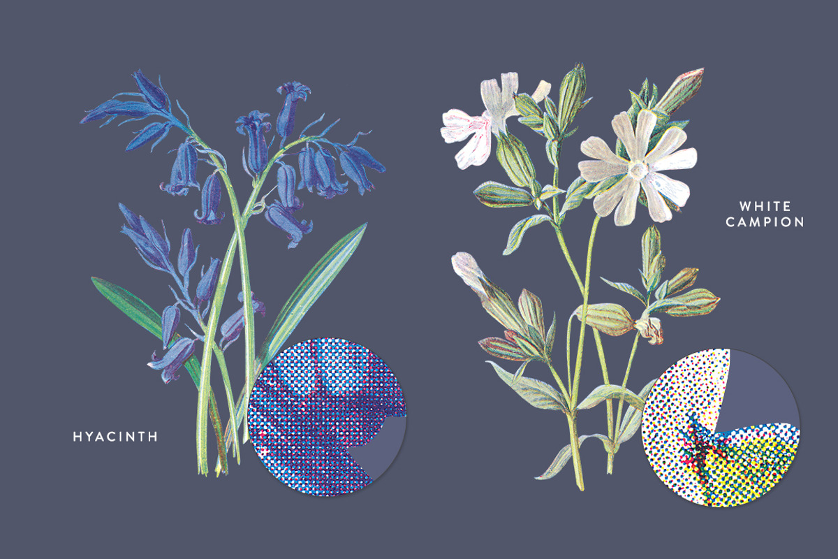 Vintage Flower Illustrations Bundle, an Illustration by Greta Ivy (Photo 46 of 62)