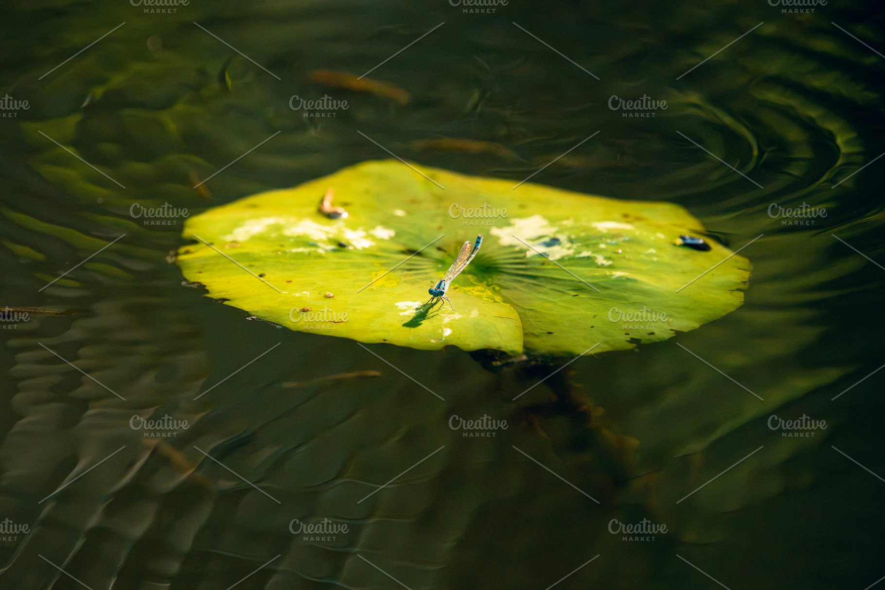 Blue-tailed Damselfly, an Animal Photo by Rob D Animal Photography