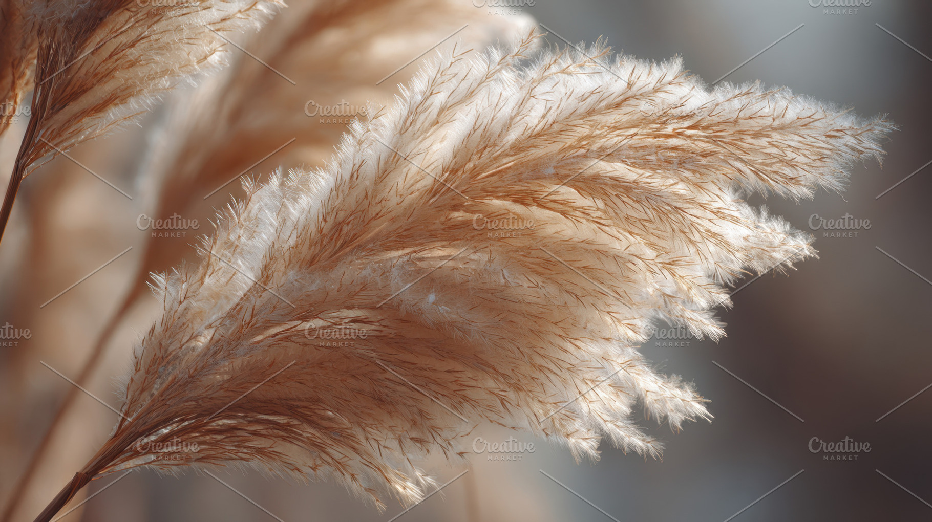 Soft golden grass sways in sunlight, a Photo by Beautiful things