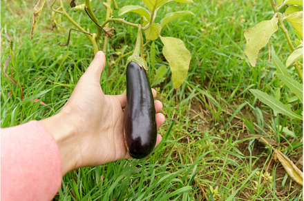 Hand picking organic eggplant from, a Food & Drink Photo by darksoul72