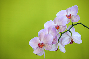 Orchid flowers 2