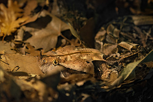 Gaboon Viper Camouflaged Among Dry L, an Animal Photo by Perpis