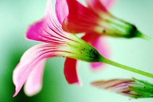 Pink Petals in Soft Light