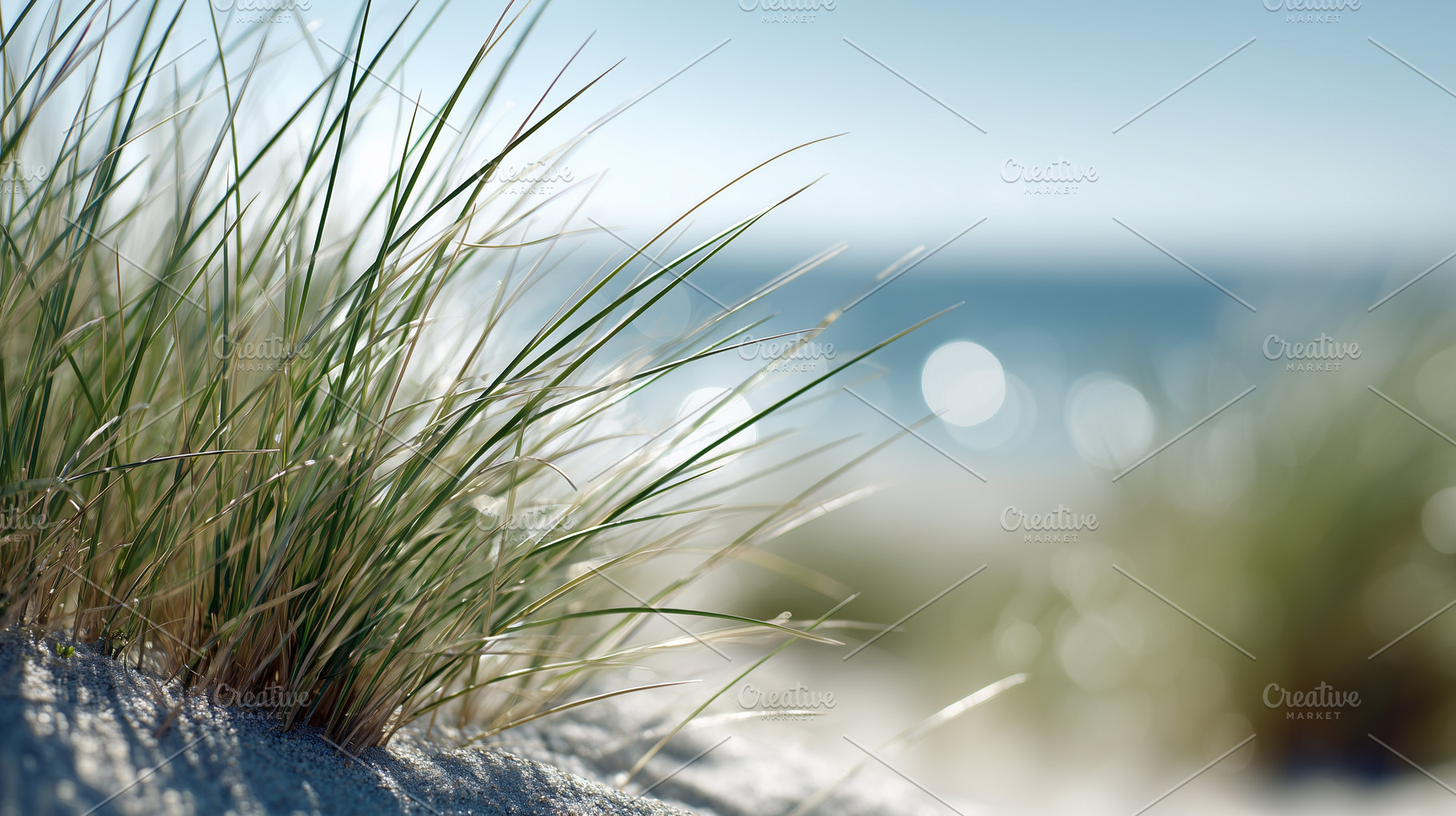 Beach grass growing on sandy dunes, a Nature Photo by MistyDay