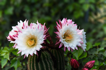 SAN PEDRO CACTUS