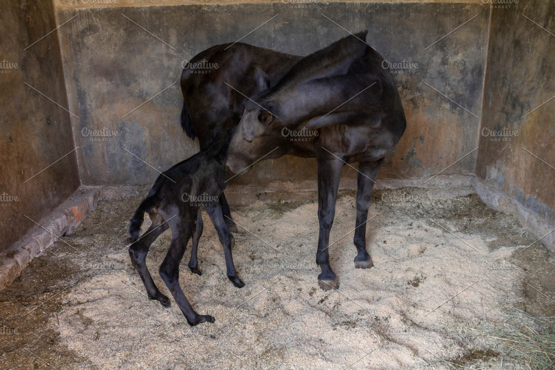 beautiful horse in the stable., an Animal Photo by Mexico stock images