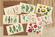 Flower Clipart, a Decorative Illustration by Ira Cvetnaya (Thumbnail 8 of 10)