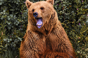 Adult brown bear yawning in the fore, an Animal Photo by Perpis