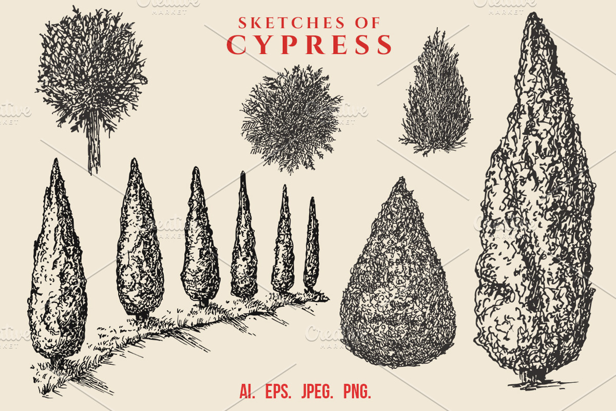 Hand drawn sketches of cypress tree, a Decorative
