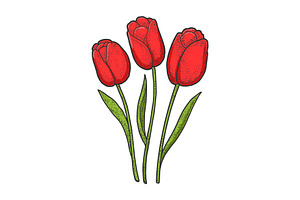 Tulip Red Flowers Color Sketch