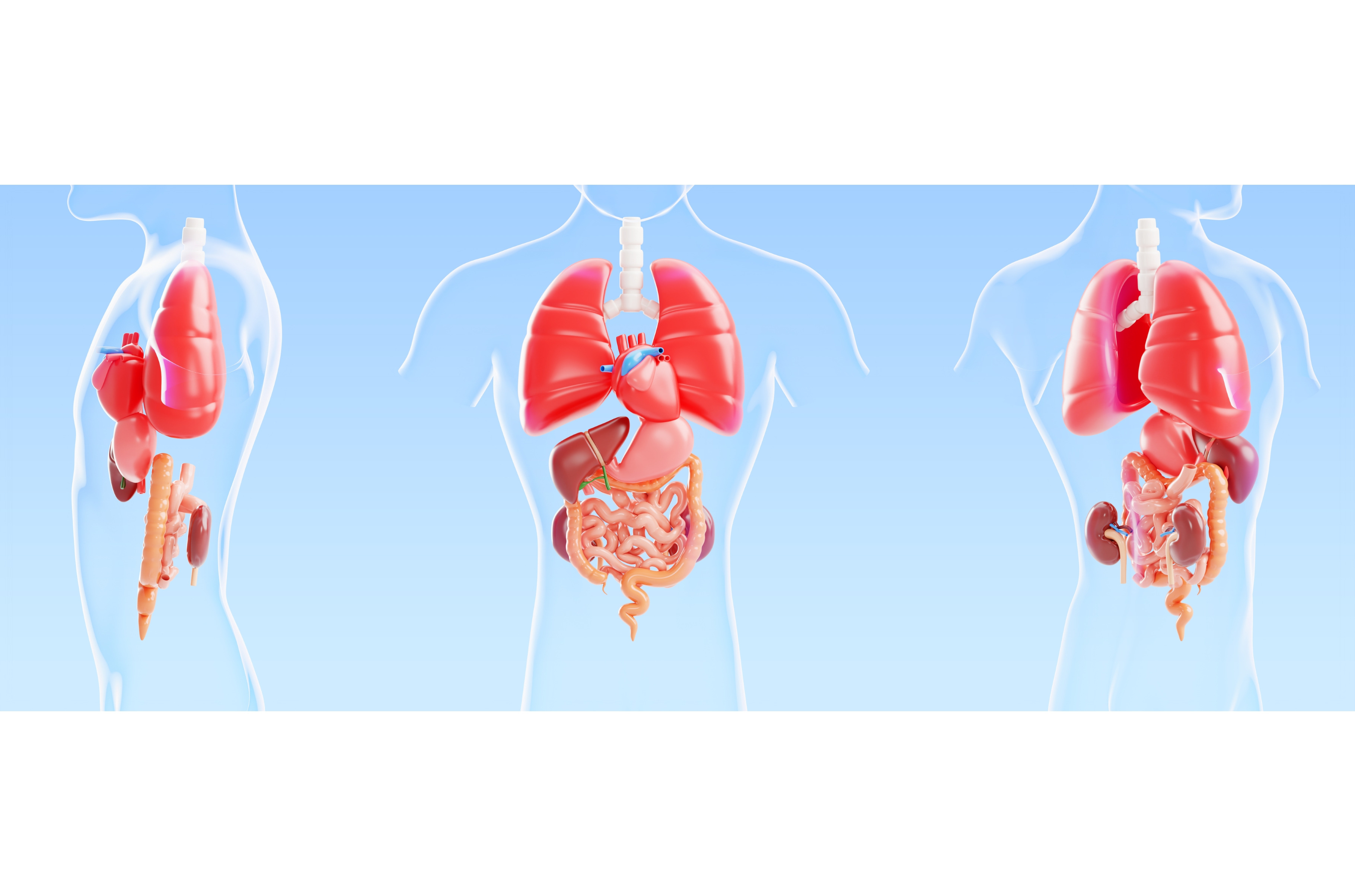 Internal organs anatomy 3D model -, a Healthcare Illustration by ...