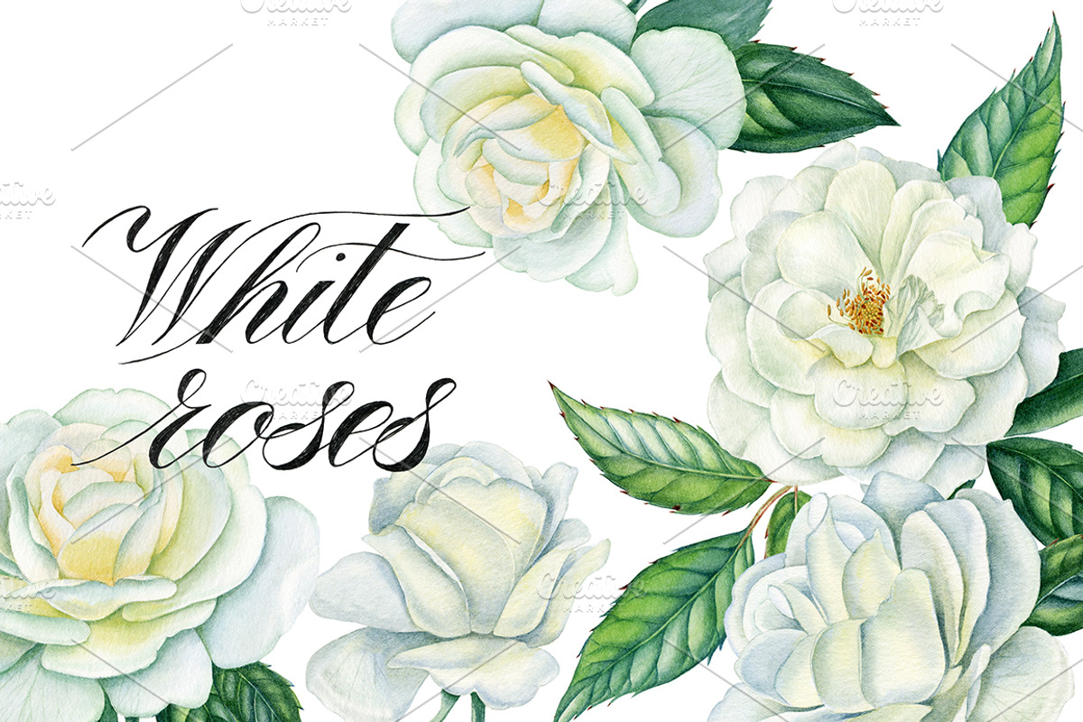 White roses, a Decorative Illustration by Watercolor life (Photo 1 of 7)