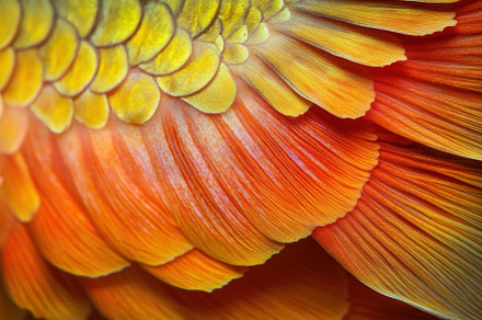 Close-up view of vibrant orange and, a Photo by Tanuart