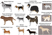 Dog show, an Animal Illustration by Viktoria.1703 (Thumbnail 2 of 3)