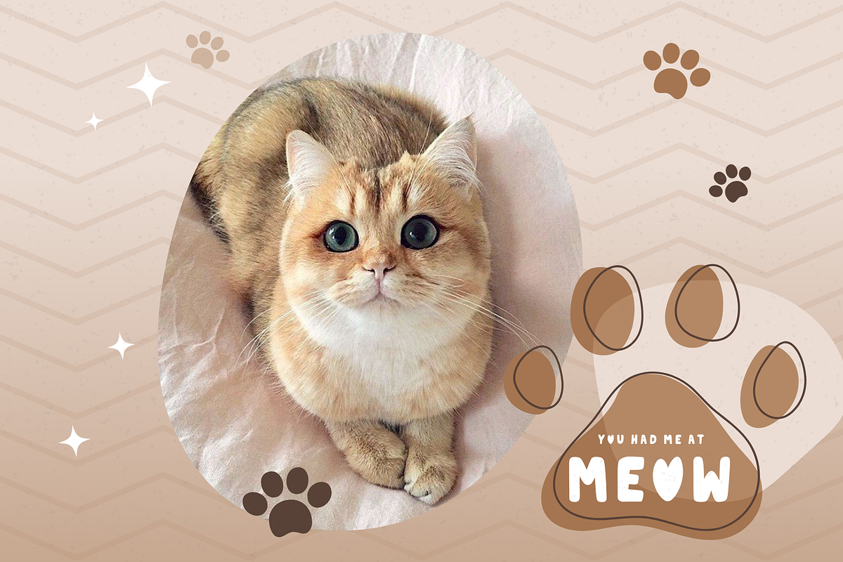 Friendly Cat | Handwritten Font, a Handwritten Font by EGAFontStudio (Photo 5 of 8)