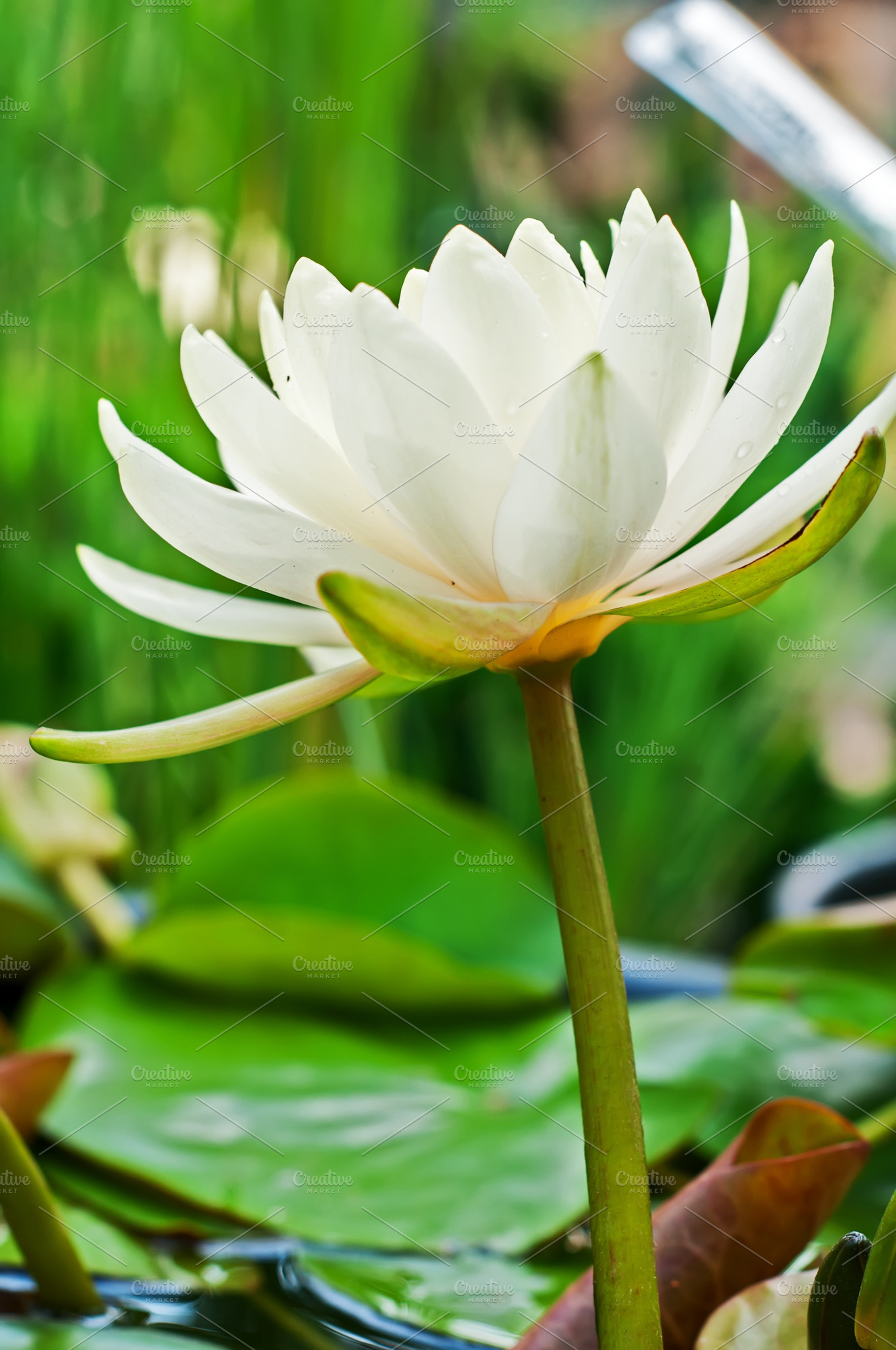 Water Lily