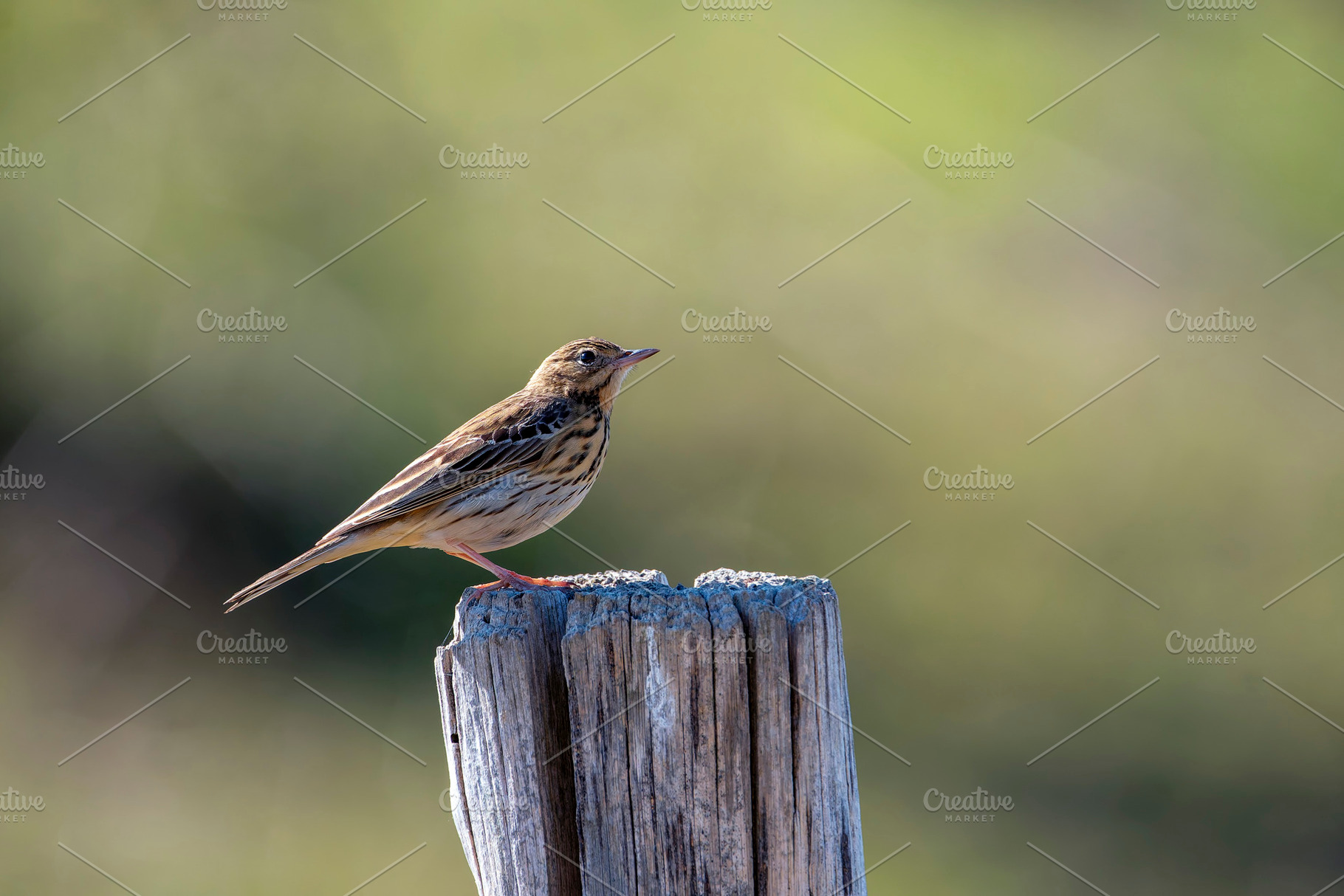 Tree pipit perched on a wooden post., an Animal Photo by CreativePhotoSpain