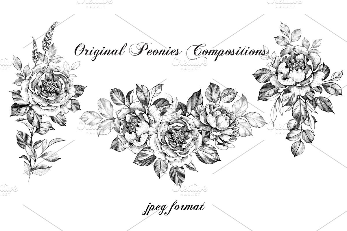 Hand Drawn Peonies, a Decorative Illustration by Valentyna Smordova (Photo 4 of 6)