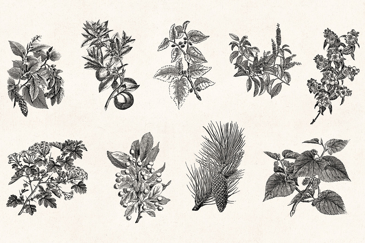 Leaves & Twigs Vintage Illustrations, an Illustration by Graphic Goods (Photo 5 of 10)