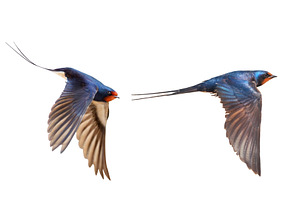 Composite of elegant swallows in, a Nature Photo by Pakosta