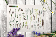 Wild field herbs. Botanical set., a Healthcare Illustration by Alena Kaz (Thumbnail 11 of 12)
