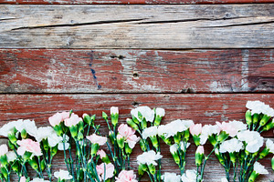 Beautiful colorful flowers