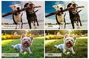 Lovely Pets Lightroom Presets, an Action Add-On by DreamColor (Thumbnail 8 of 10)