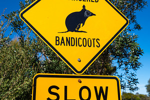 Warning sign for endangered bandicoots in Manly, Sydney, Austral, an Animal Photo by GoodGoods