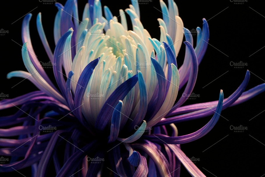 Chrysanthemum Stock Photo