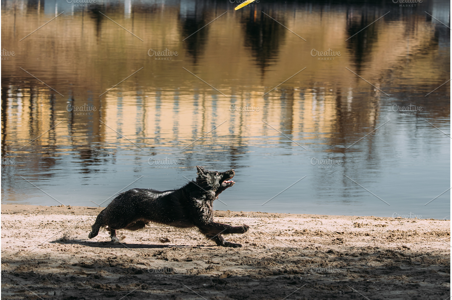 Alsatian Wolf Dog Or Black German, an Animal Photo by Our Amazing World