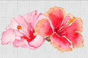 Hibiscus flowers watercolor, an Illustration by Ernesto Solla (Thumbnail 2 of 4)