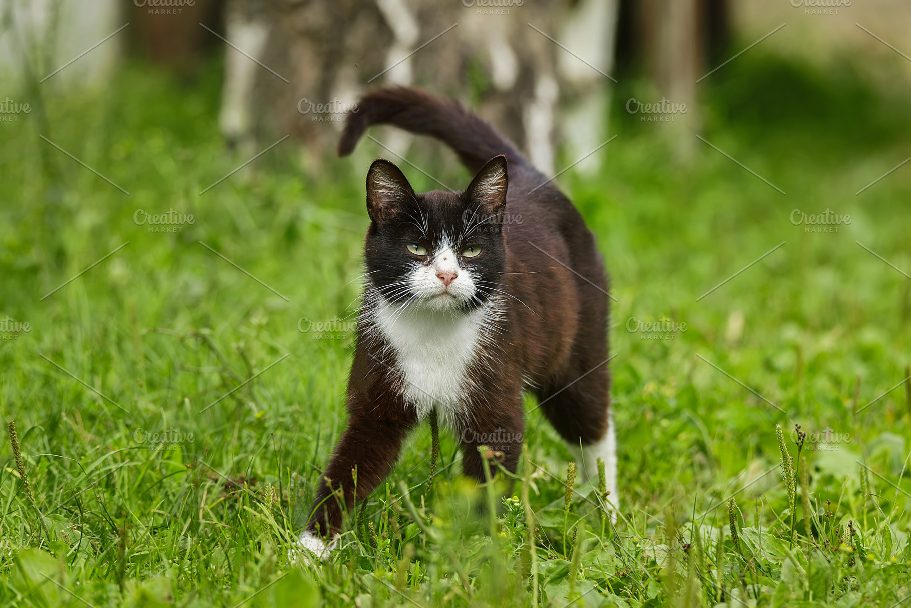 Young white and black cat walking in, an Animal Photo by AlexBush