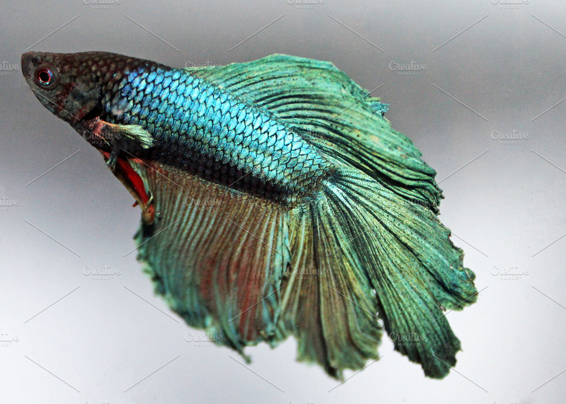 Shimmering Betta, an Animal Photo by Erica Patstone