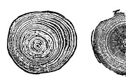 Woodlog Vector Template [iii], an Object Illustration by 103cia (Thumbnail 3 of 3)