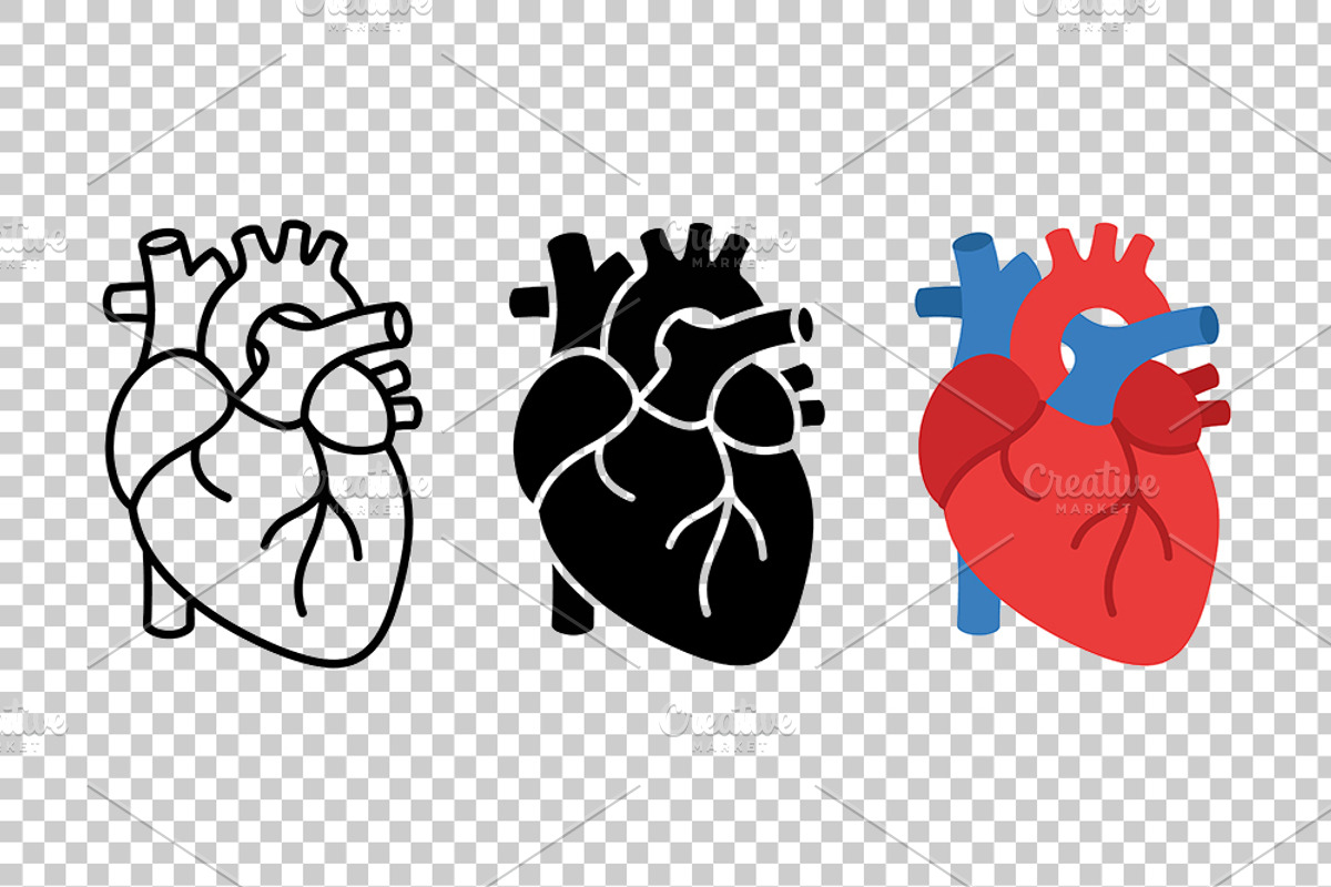 Anatomical Heart Vector Set, an Object Graphic by Artonix (Photo 3 of 3)