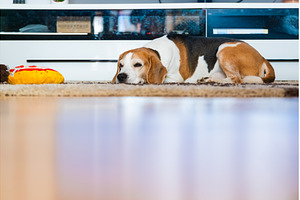 Tricolor Beagle Dog Sleeping on a