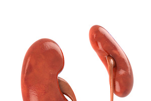 Human Kidneys