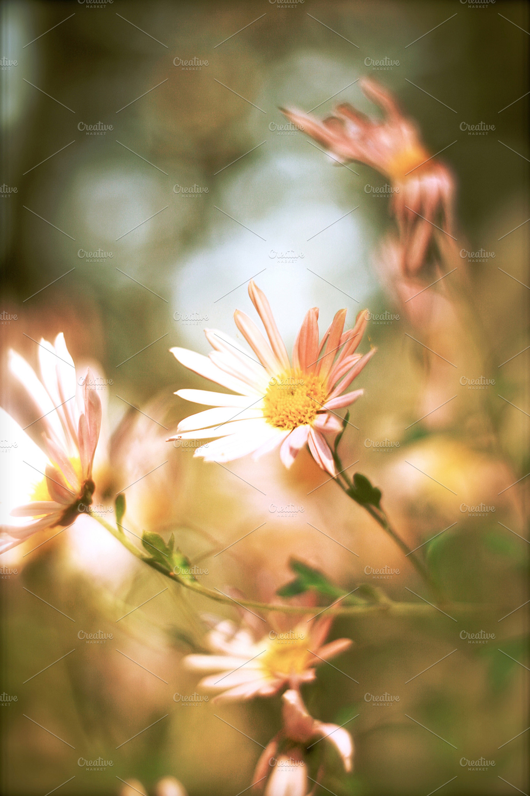 Feverfew Flowers