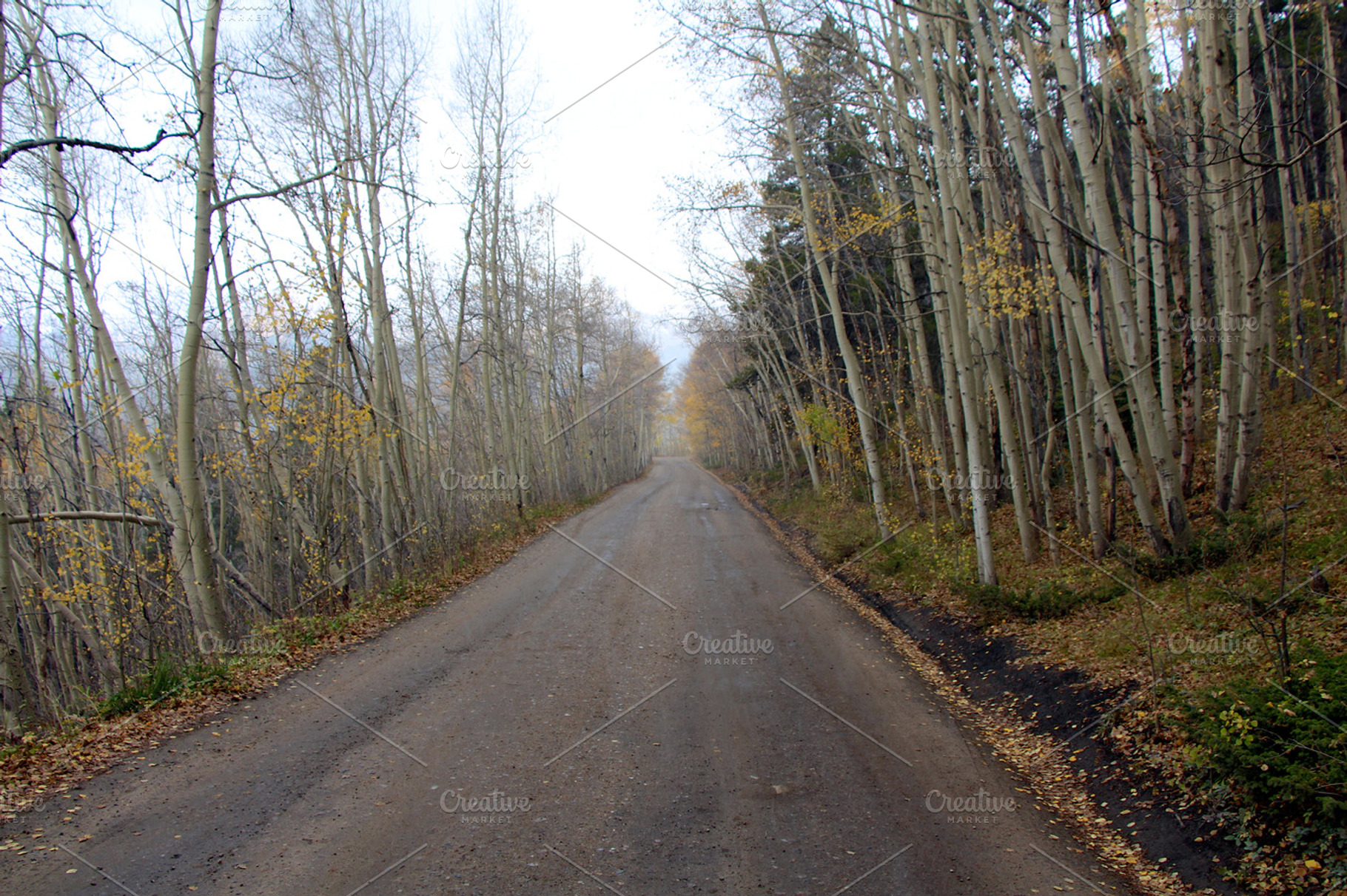 Road through the Country, a Photo by Open Eye Design
