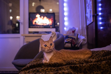 red cat lies on the sofa, against the background of a monitor wi, an Animal Photo by TanaCh
