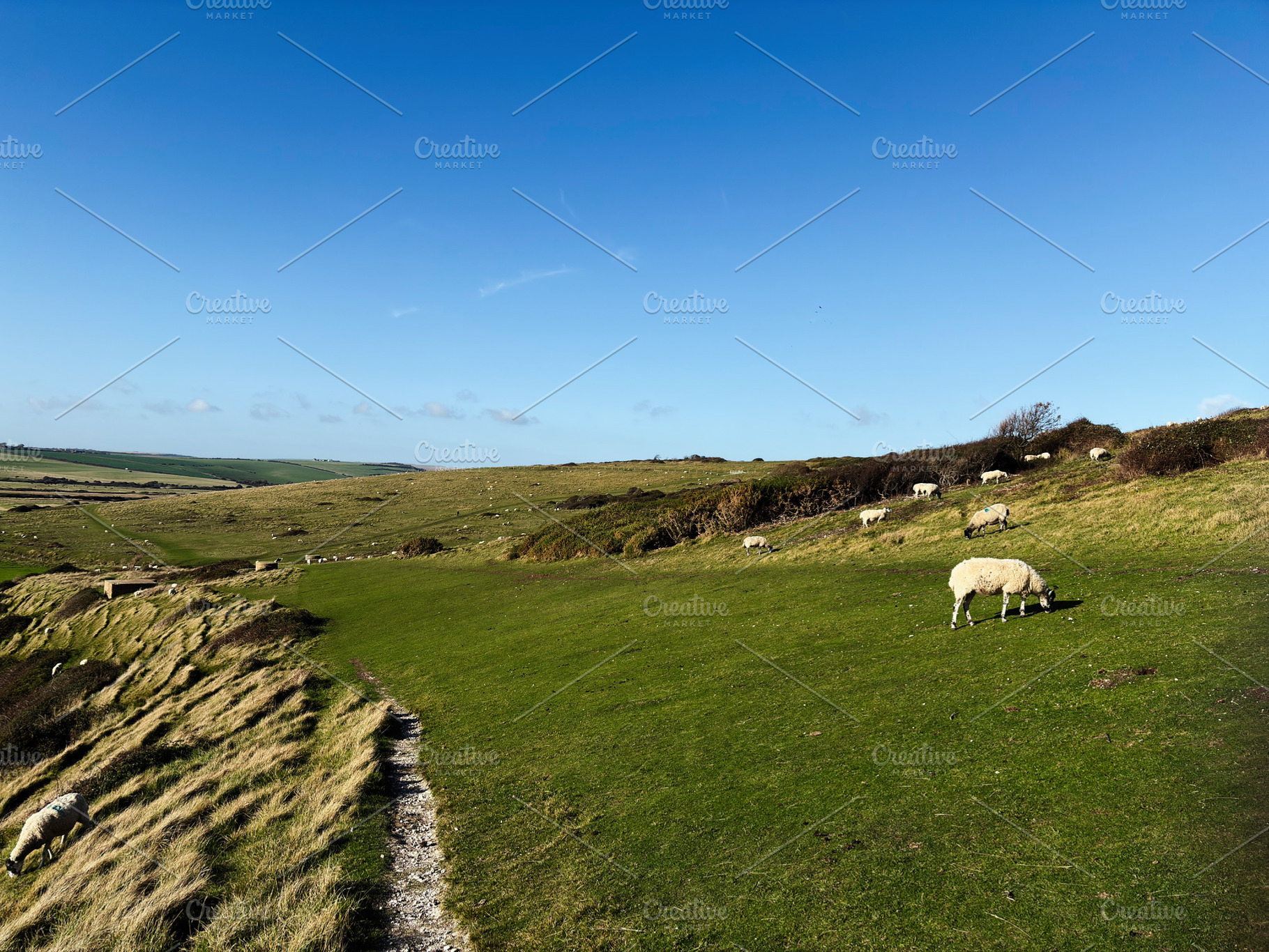 Pasture scene with sheep on rolling hills at Seven Sisters Cliffs, East Sussex,, a Nature Photo by AS photostudio