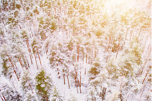 Forest in Estonia, covered with snow, a Nature Photo by Nature and travel