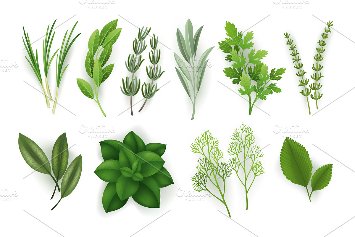 A large set of herbs on a, a Food Illustration by Things for designers