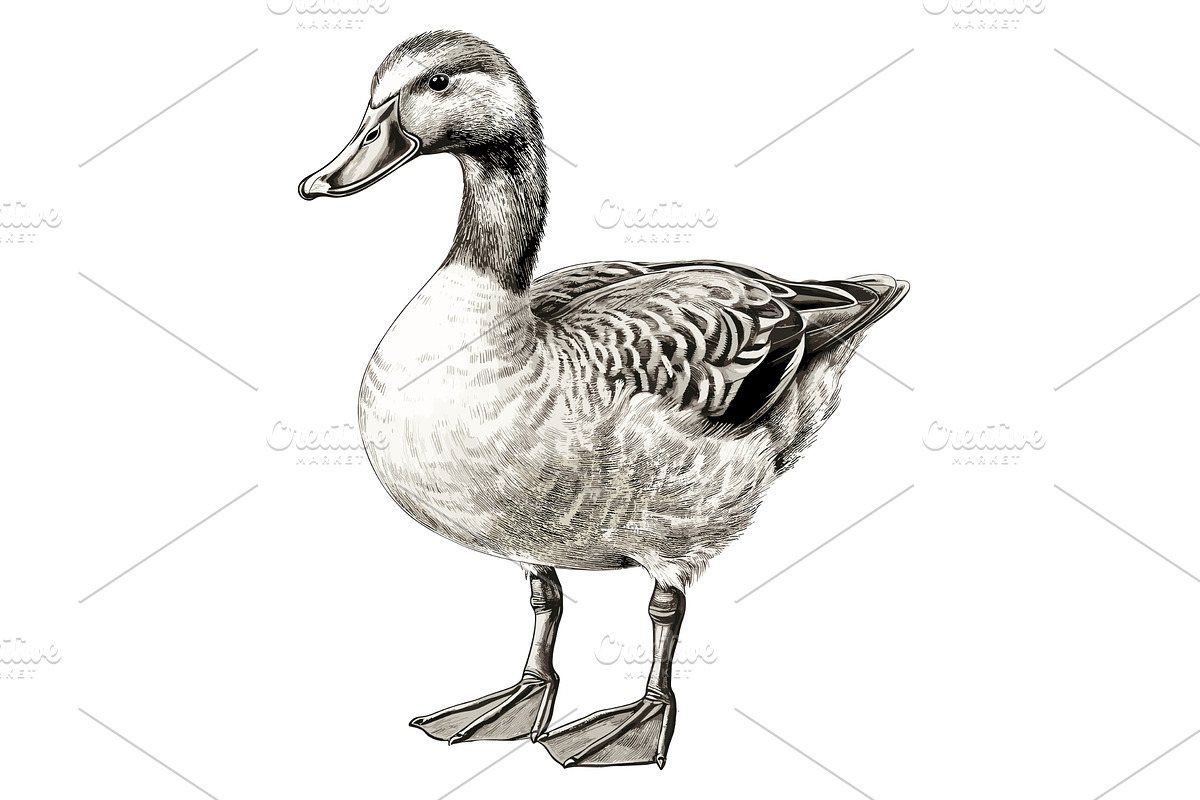 Hand drawn duck. Canard black sketch, a Graphic by LadadikArt