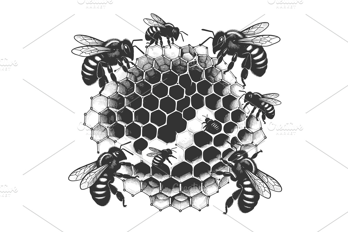 Bees on Honeycomb engraving sketch, an Animal Illustration by AlexArt