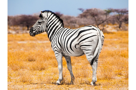 Zebra standing in the middle of dry, an Animal Photo by pytyczech