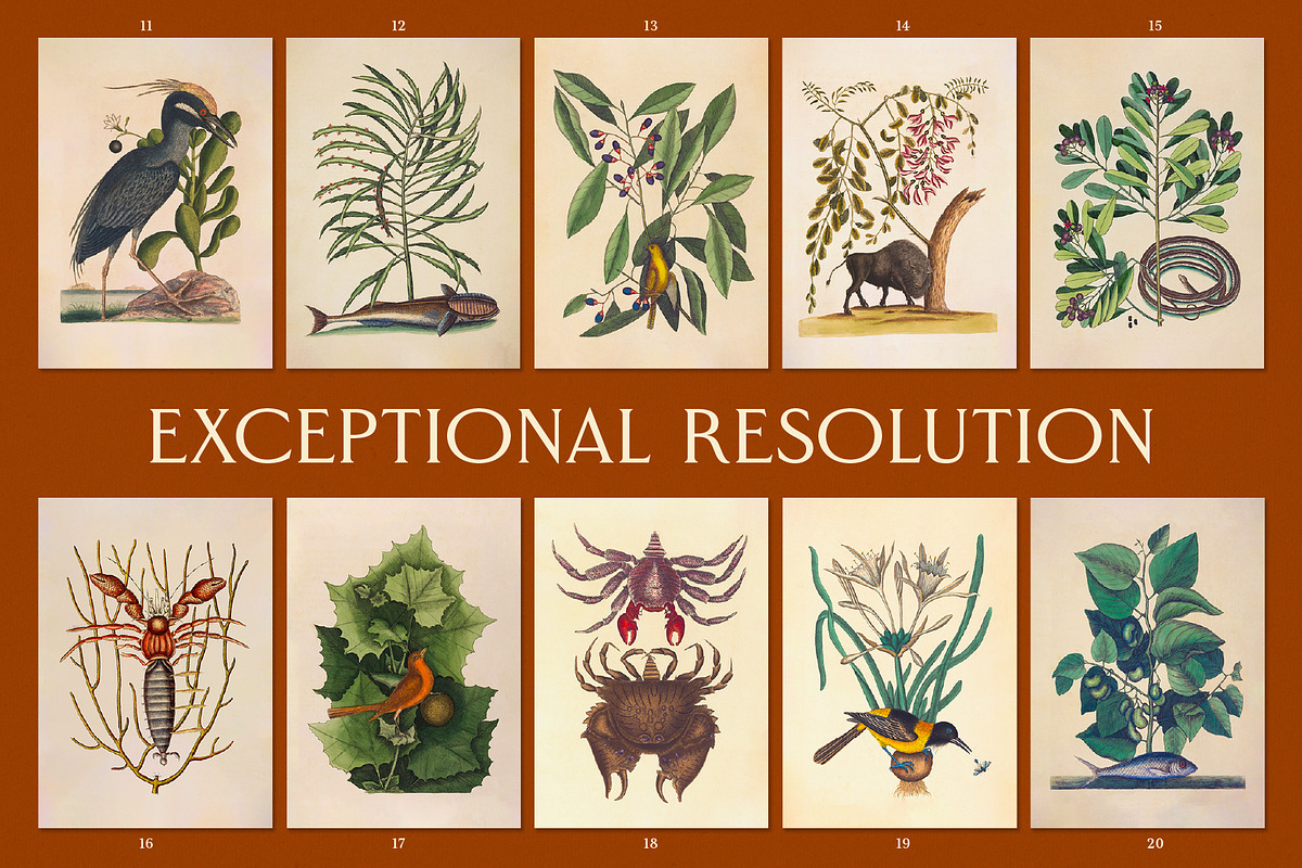 洋書 CLASSIC NATURAL HISTORY PRINTS MAMMALS Vintage Natural History Printable Art